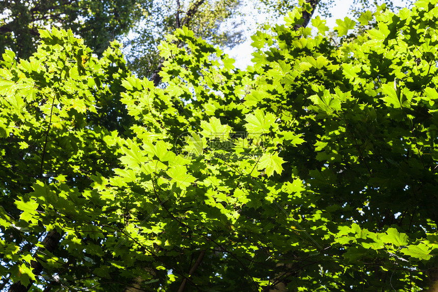 莫斯科公园林的树叶图片