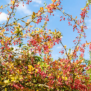 在阳光明媚的秋天果实成熟的彩色草莓树丛图片