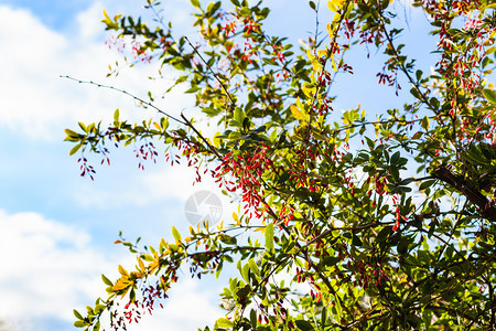 秋天傍晚一连串果子成熟的红莓灌木图片