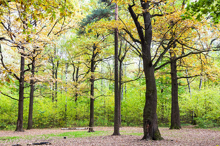 在阳光明媚的奥克托白日蒂米里亚扎耶夫斯基公园森林的橡树图片
