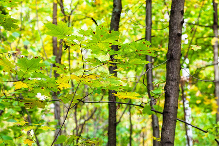 在阳光明媚的奥克托白日蒂米里亚扎耶夫斯基公园森林的树枝上绿色和黄的叶子和黄色的子图片