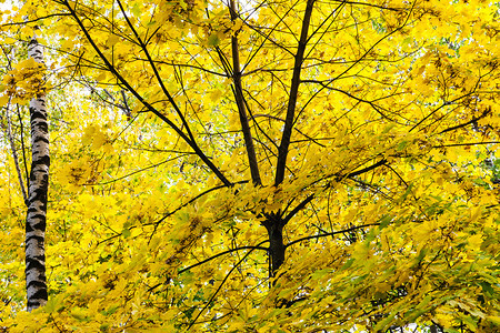 园林中的黄树叶图片