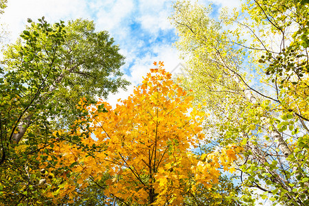 在阳光明媚的奥克托白日蒂米里亚泽夫斯基公园森林中图片