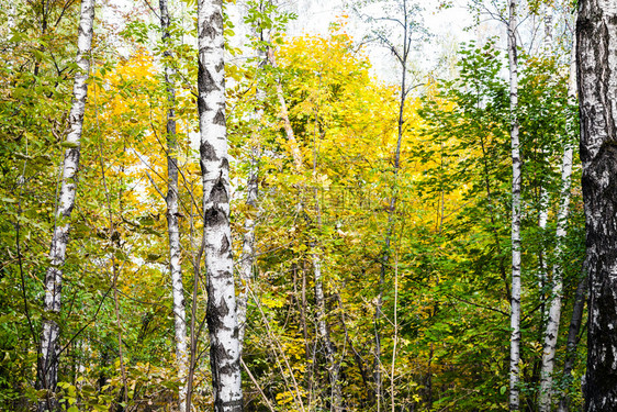 在阳光明媚的奥克托白日蒂米里亚扎耶夫斯基公园秋天森林中图片