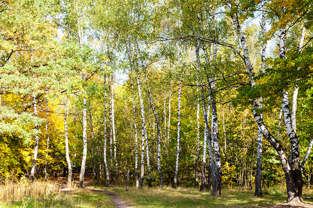 在阳光明媚的奥克托白日蒂米里亚扎耶夫斯基公园森林中图片