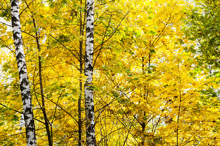 在阳光明媚的奥克托白日蒂米里亚扎耶夫斯基公园的森林中黄树叶的枝图片