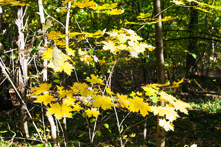 太阳照亮的黄秋天叶树阳光明媚的奥克托白日蒂米里亚扎耶夫斯基公园的森林图片