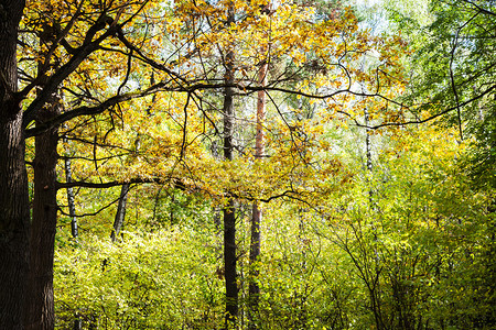园林中的黄树叶图片