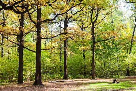 在阳光明媚的奥克托白日蒂米里亚扎耶夫斯基公园的森林中图片