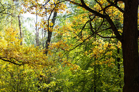 阳光明媚的奥克托白日蒂米里亚扎耶夫斯基公园密林中的橡树图片