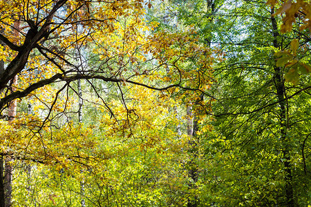 阳光明媚的奥克托白日蒂米里亚扎耶夫斯基公园密林中的橡树图片