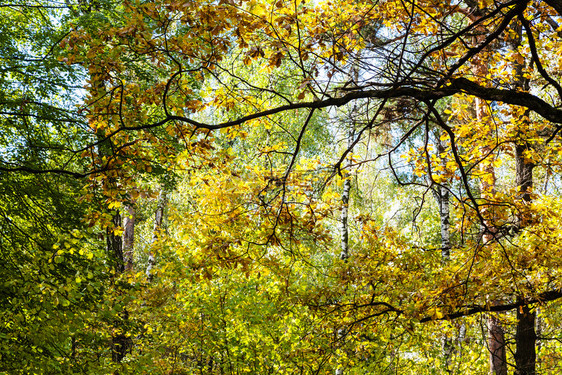 在阳光明媚的奥克托白日蒂米里亚扎耶夫斯基公园茂密的森林中阳光照亮的橡树枝图片