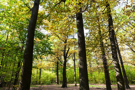 在阳光明媚的奥克托白日蒂米里亚扎耶夫斯基公园森林中的小橡树图片