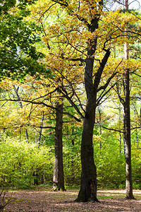 在阳光明媚的奥克托白日蒂米里亚扎耶夫斯基公园秋天森林的草原上阳光照耀的橡树图片