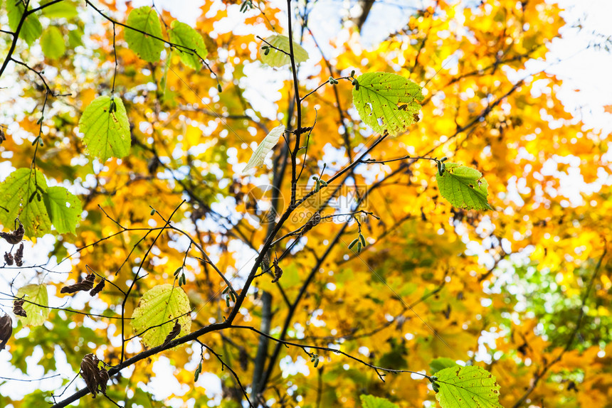 在阳光明媚的奥克托白日蒂米里亚扎耶夫斯基公园森林背景上的黄色绿叶和的木图片