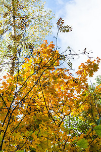 在阳光明媚的奥克托白日蒂米里亚泽夫斯基公园秋季森林中图片