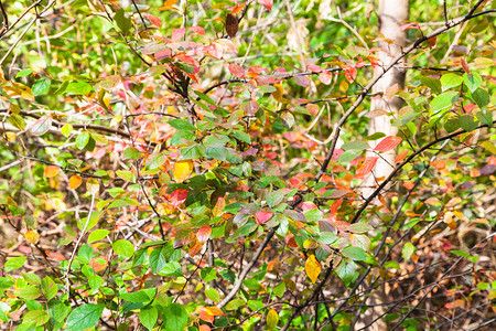 在阳光明媚的奥克托白日蒂米里亚扎耶夫斯基公园秋天森林中图片