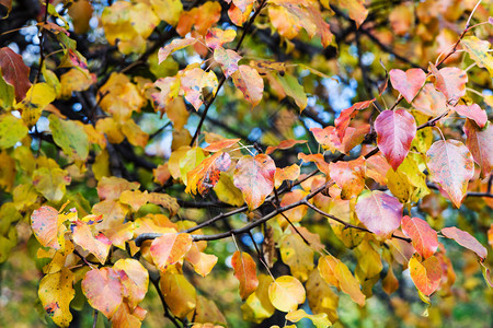 苹果树的枝在奥克托贝尔市公园树上有红叶和黄图片