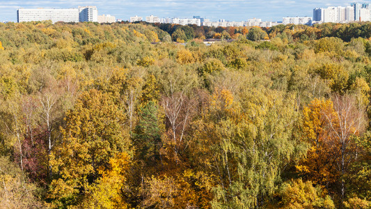 蒂米里亚泽夫斯基公园和莫科市住宅区的多彩森林图片