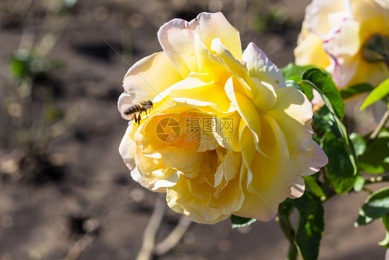 前往高加索矿产水域地区Kislovodsk度假村镇Kislovodsk公园花黄色玫瑰图片