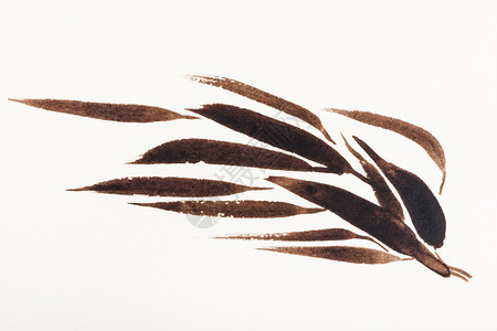 在奶油纸上手工绘画用石墨式的手工绘画由棕色水绘制的竹枝图片
