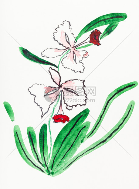 在奶油纸上用石皮E样式手工绘画由水彩色抽取的兰花图片