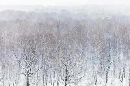 上方的橡树在雪中森林寒冬日下雪图片