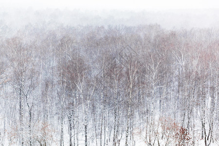寒冬降雪时森林中白树的空风景图片