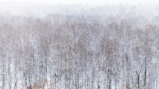 寒冬天降雪时森林的全景图片