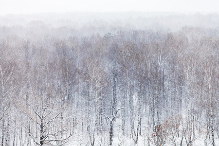 寒冬冷的天降雪中森林的空图片