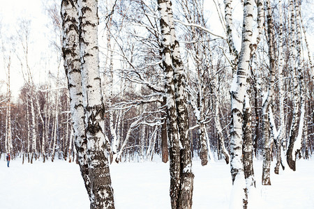 冬日暮色中白桦树在白雪覆盖的森林里在冬天的暮色中图片