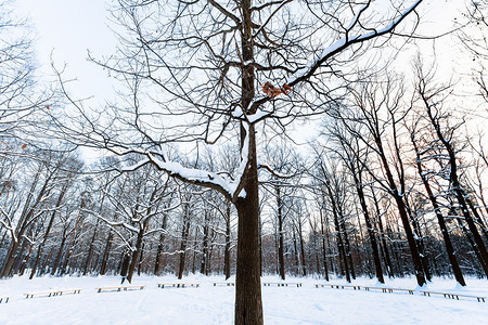 冬日暮色中城市公园白雪覆盖的草地前的橡树在冬天的暮色中图片