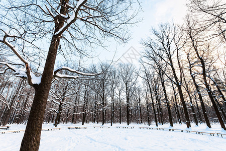 冬日暮色中橡树和长凳环绕着城市公园白雪覆盖的草地在冬天的暮色中图片