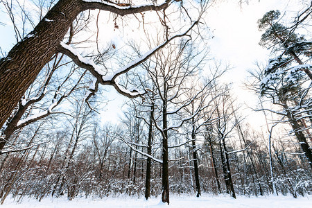 冬日暮色中城市公园里覆盖着积雪的草地上的橡树在冬天的暮色中图片
