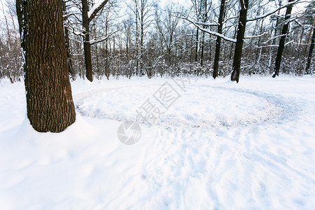 冬日暮色中橡树林草地上雪地上踏出的一条小径在冬天的暮色中图片