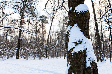 冬日暮色中城市公园里橡树树干在草地前覆盖着白雪在冬天的暮色中图片