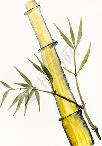 用水彩油漆色Sumiesuibukuga风格的训练绘图竹干是用奶油纸手工画的图片