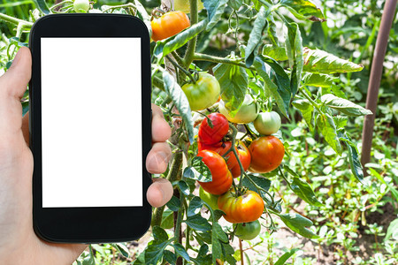 旅行概念夏季俄罗斯库班地区菜园灌木丛生的盛熟和未红西柿旅游照片智能手机上俄罗斯库班地区带空白广告位置的剪切屏幕图片