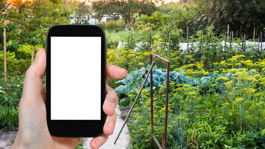 旅行概念俄罗斯库班地区夏季日落蔬菜花园旅游照片用智能手机拍摄俄罗斯库班地区菜园并用空白广告位置剪下屏幕图片