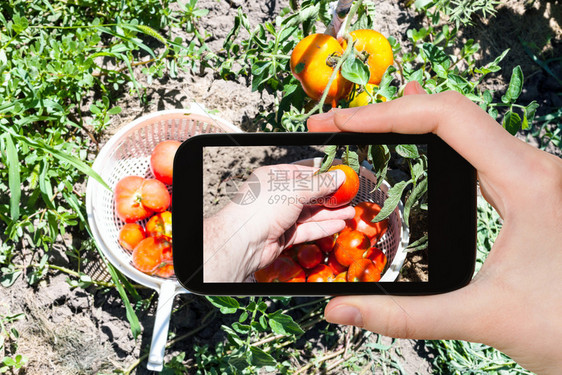 旅游概念在俄罗斯库班地区阳光明媚的夏日用智能手机将成熟番茄摘蔬菜园篮子的旅游照片图片