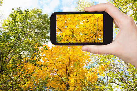 旅游概念俄罗斯莫科智能手机上阳光明媚的奥克托白日林中红黄树的旅游照片图片