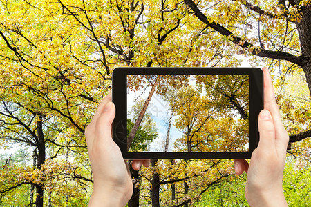 旅游概念俄罗斯莫科智能手机上阳光明日的松树白橡在森林中的旅游照片图片