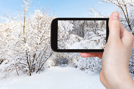 旅游概念俄罗斯莫科智能手机上冬季清晨城市公园中雪覆盖的支枝旅游照片图片