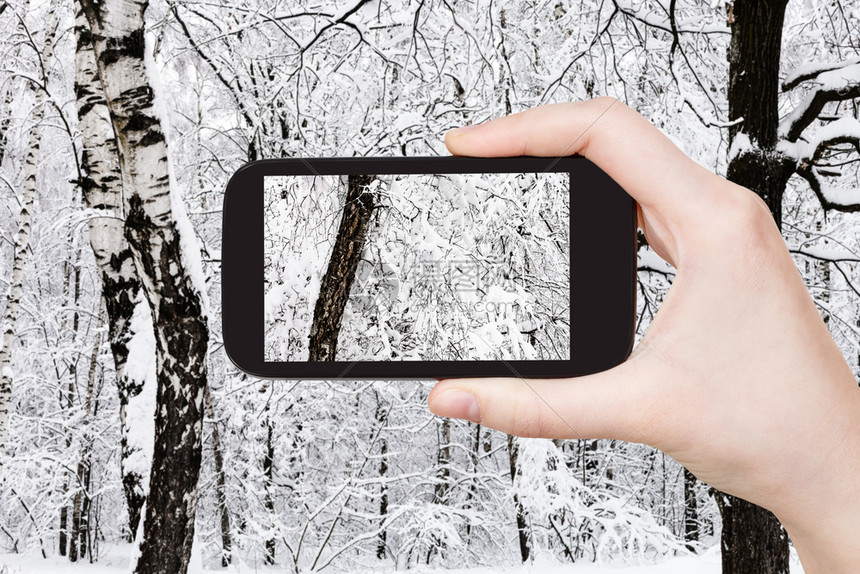 旅游概念俄罗斯莫科智能手机在雪林中覆盖的白树旧旅游照片图片