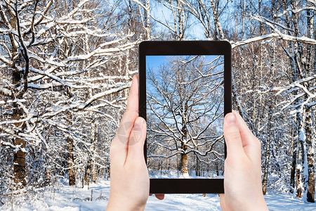 旅游概念俄罗斯莫科智能手机在阳光明日的冬城市公园雪覆盖橡树的旅游照片图片
