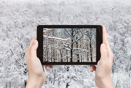 旅游概念俄罗斯莫科智能手机冬季在城市公园林中雪覆盖的橡树枝旅游照片图片