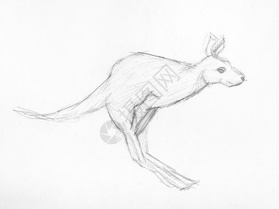 用白纸上的黑铅笔亲手绘制的袋鼠跳草图图片