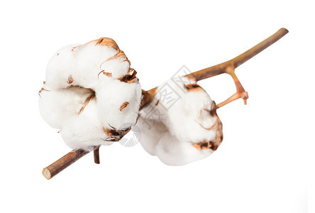 两块成熟的棉花植物在白种树枝上分离图片