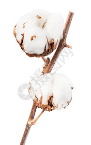 两片成熟的棉花植物白种树上有棉花白种树上隔着两片棉花白种树上隔着两片棉花图片
