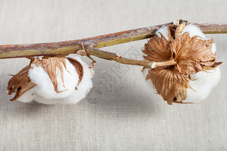 棉花植物的天然干燥树枝棉花布料和背景图片